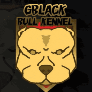 Gblack Bull KENNEL